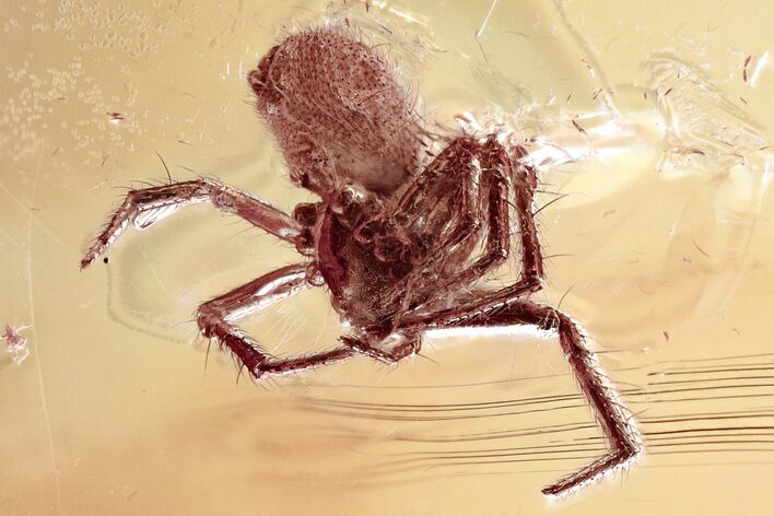 Detailed Fossil Spider (Araneae) In Baltic Amber #367506